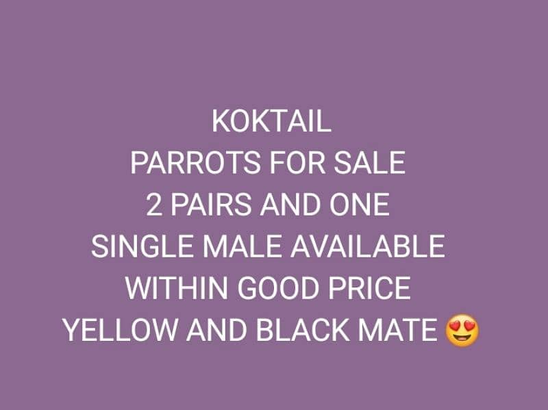 2 Pairs And One Single Cocktail Parrots Available 3
