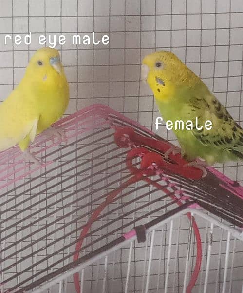 3 Male(1 red eye ),2 female Australian & 1 Cocktail 0