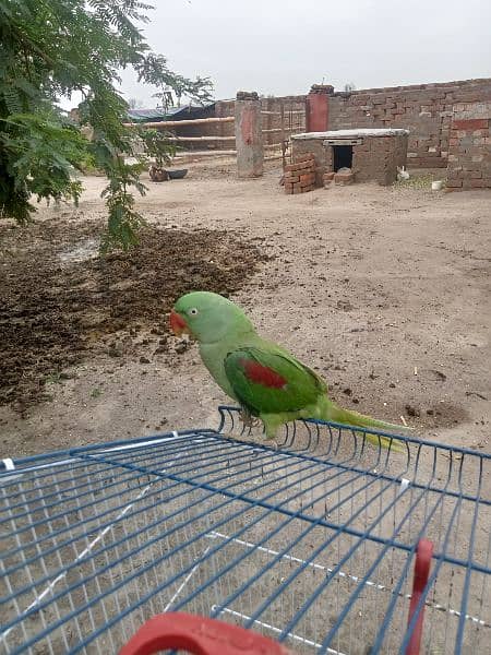 Beautiful loving raw parrot 1