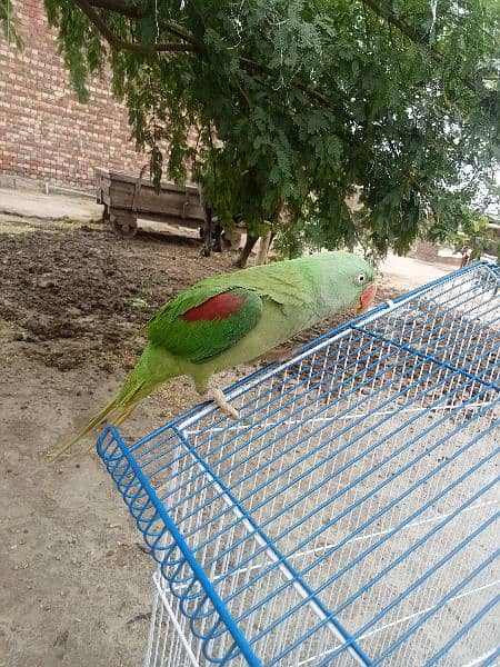 Beautiful loving raw parrot 3