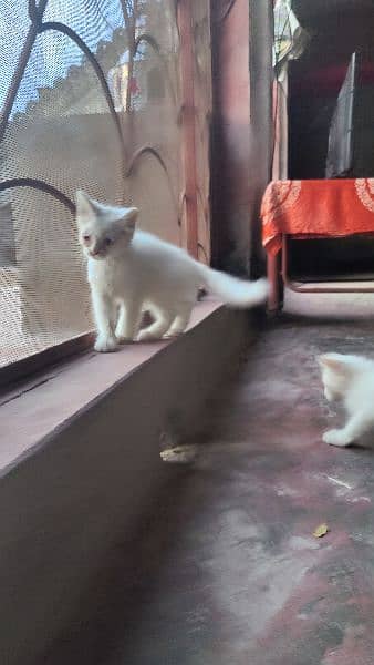 white kittens 3