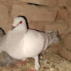 Red eyes pigeon
