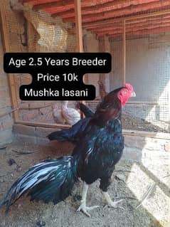 lasani blood Mushka pair age 2.5 year
