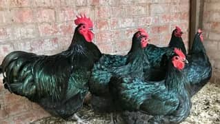 Australorp chicks available, Astrolop, Austrolop chicks