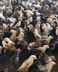 19 days ,1 month golden misri chicks available,Desi chicks