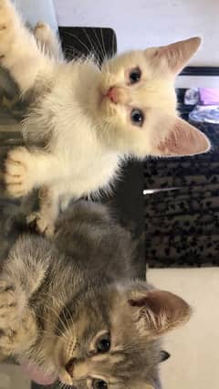 Persian mother cat with 2 kids