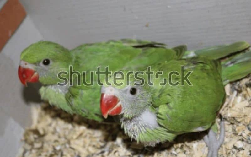 ringneck baby for sale 0