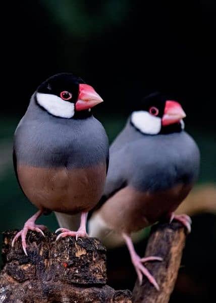 Java Finches available 0