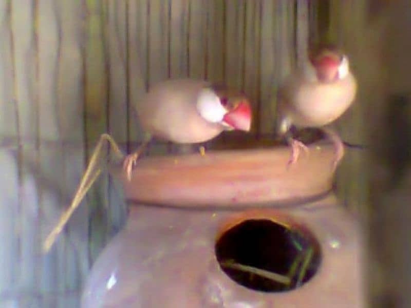 Java Finches available 1
