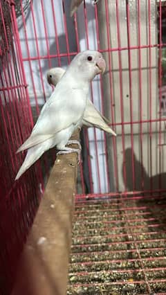 Albino red eye   * albino split red eye lovebirds 0