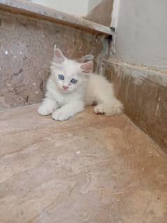 kittens | cat |Persian cat