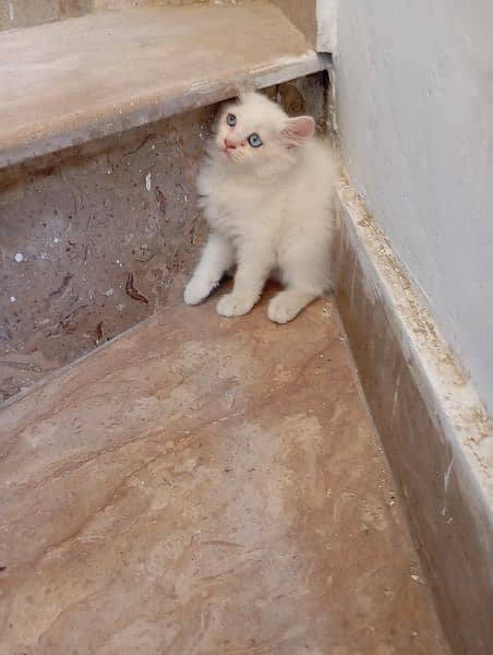 kittens | cat |Persian cat 1