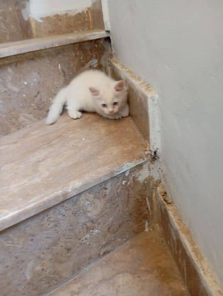 kittens | cat |Persian cat 3