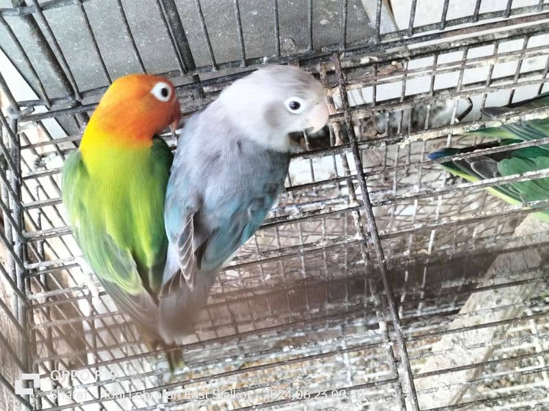 love bird pair 0