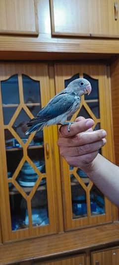 Love bird. Hand tamed
