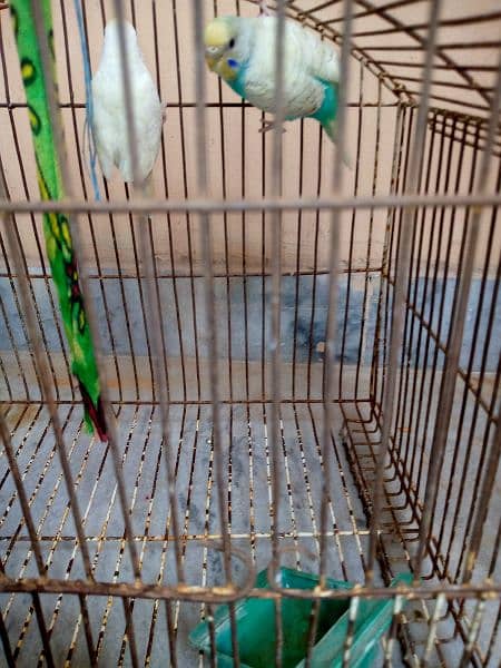 parrot pair sale with cage 0