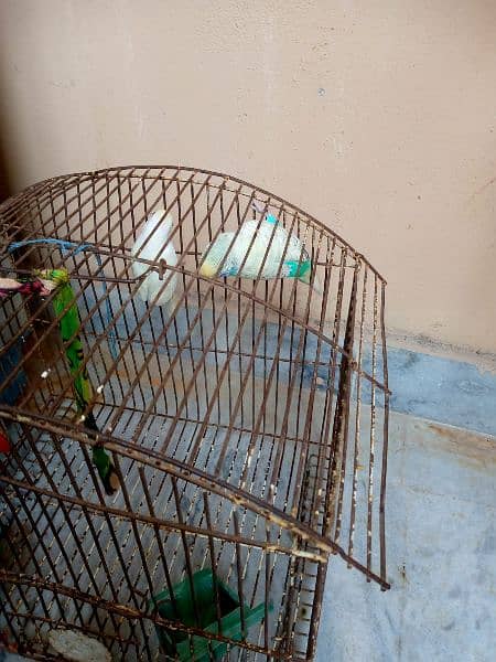 parrot pair sale with cage 1