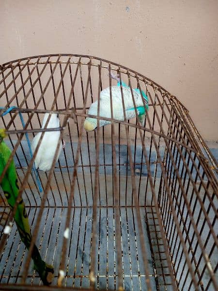 parrot pair sale with cage 2