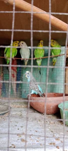 Australian parrots for sale 2