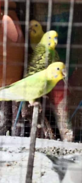 Australian parrots for sale 3