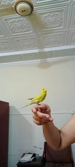 Australian parrot Hand tamed