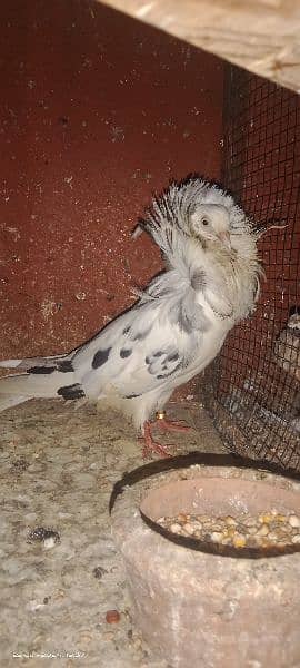 Jacobin ready to breed female for sale 1