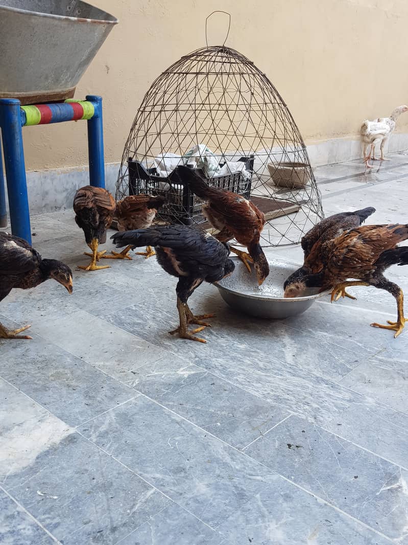 12 Aseel chicks full healthy and active home breed 5