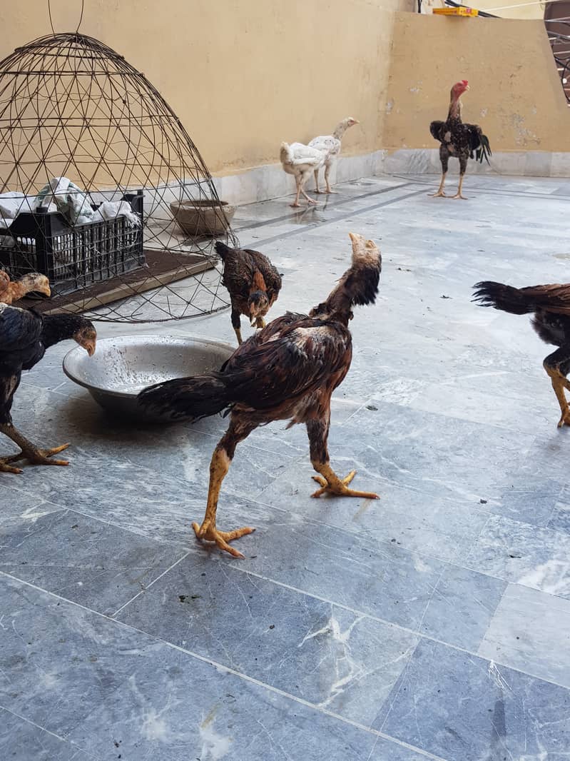12 Aseel chicks full healthy and active home breed 7