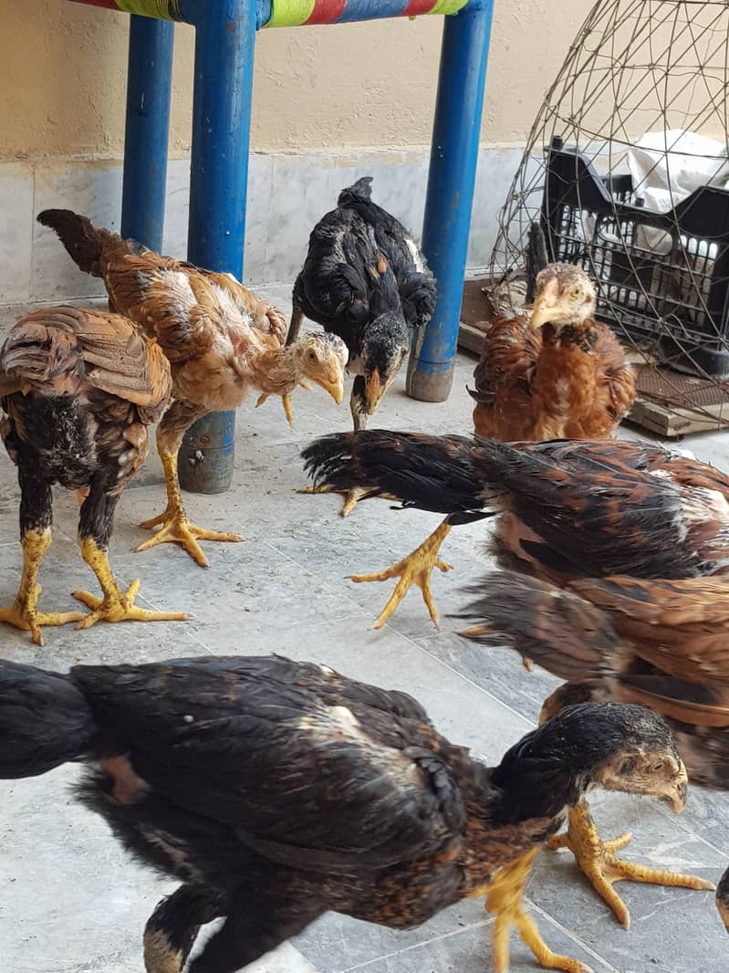 12 Aseel chicks full healthy and active home breed 11
