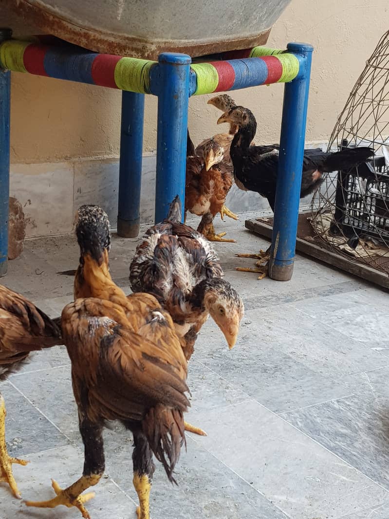 12 Aseel chicks full healthy and active home breed 14
