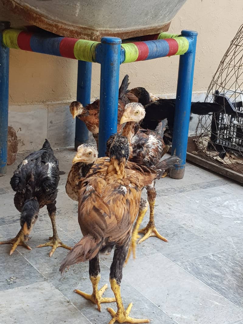 12 Aseel chicks full healthy and active home breed 15