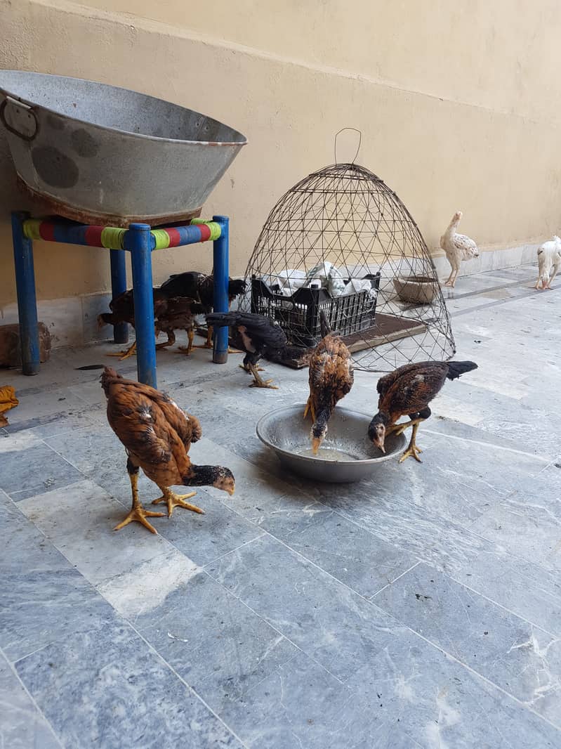 12 Aseel chicks full healthy and active home breed 16