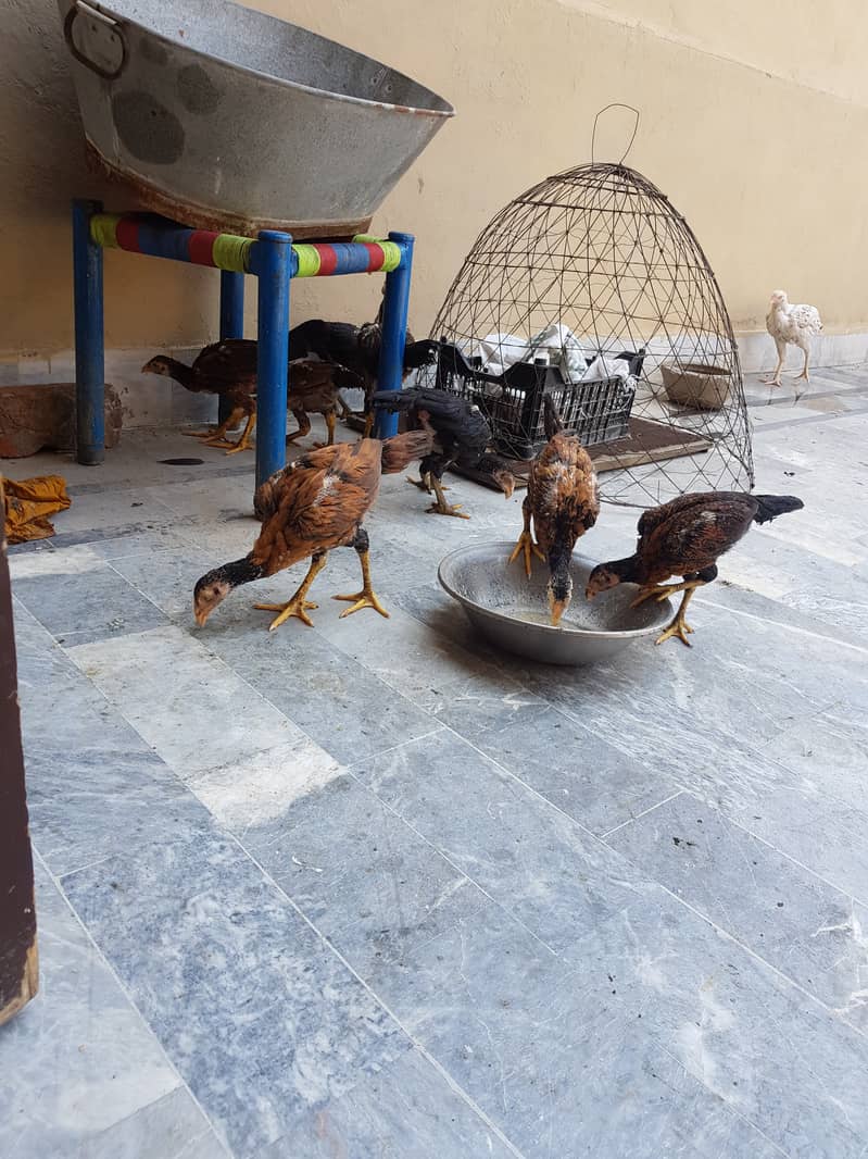 12 Aseel chicks full healthy and active home breed 17