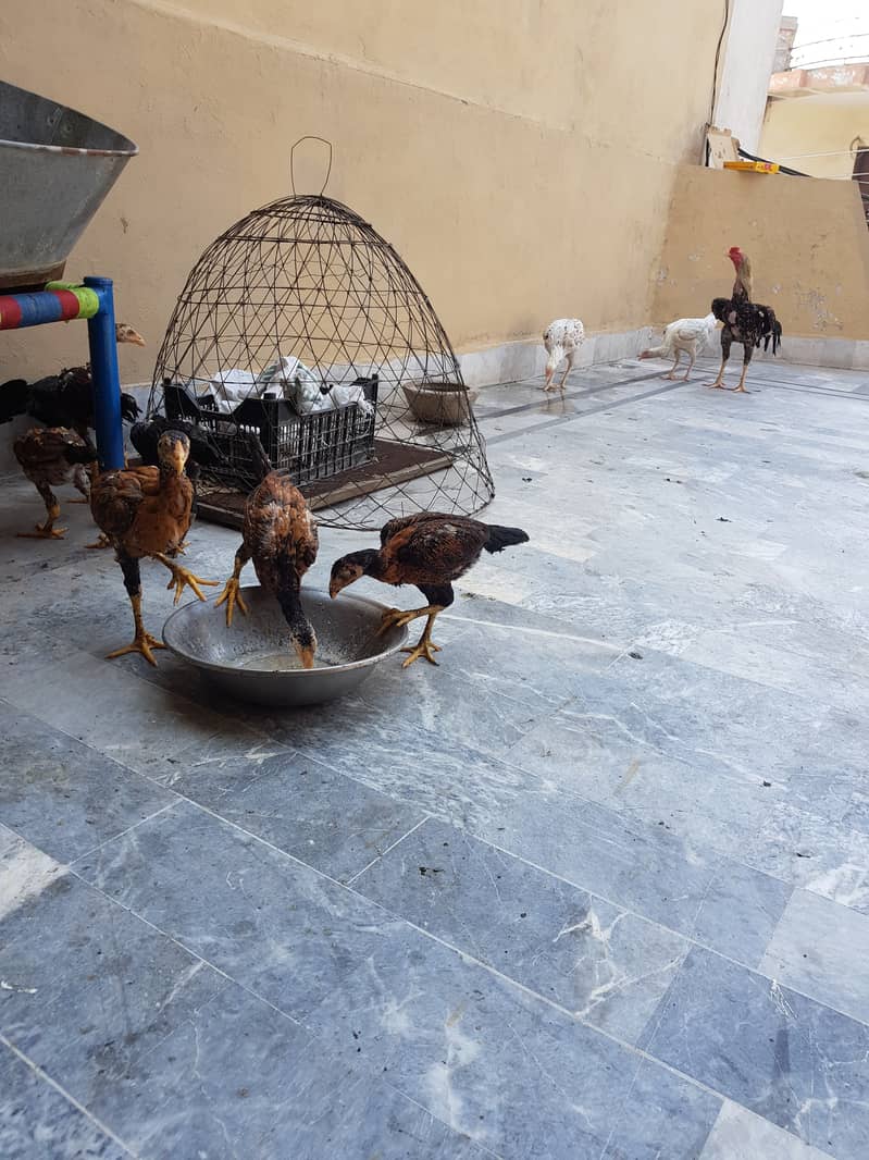 12 Aseel chicks full healthy and active home breed 18
