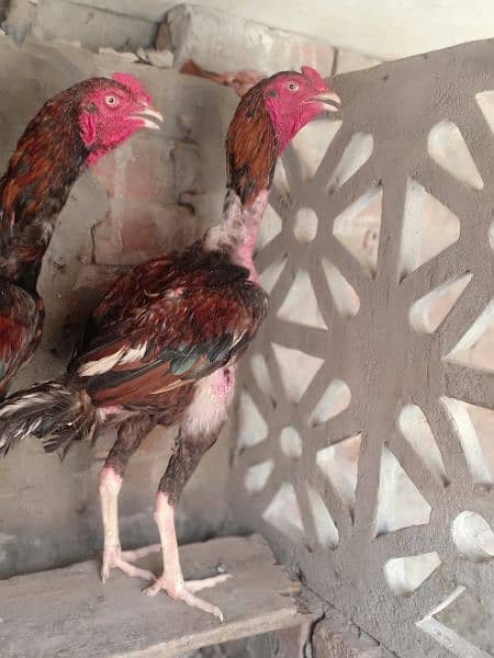 Bermi / pokoya breed for sale 4