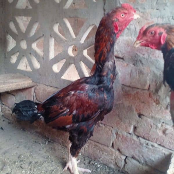 Bermi / pokoya breed for sale 6