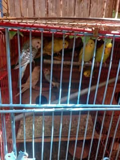 Bughies parrots