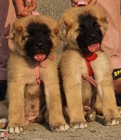 Turkish kangal pair age 2 month full security dog's for sale cargo av. 0