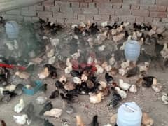 golden misri chicks  available