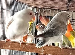 Albino red eyes and split ino lovebirds