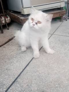 Best Persian male cat double coated for 10 thousand.