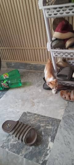 i am selling cats with family