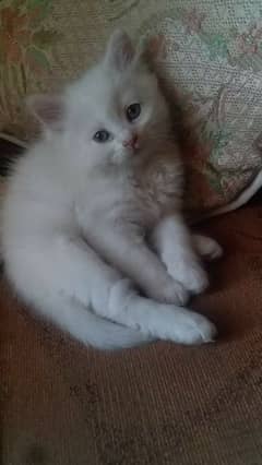 beautiful odd eyes kittens availsble 0