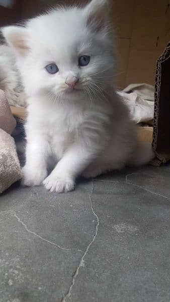 beautiful odd eyes kittens availsble 2