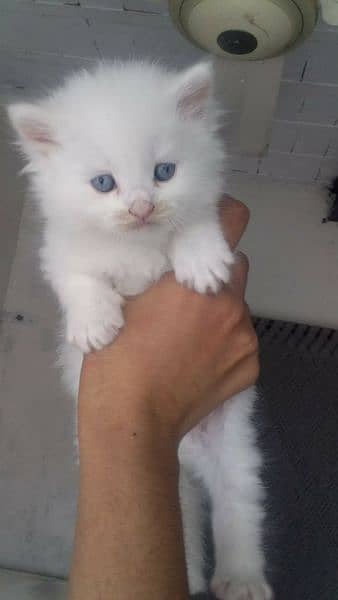 beautiful odd eyes kittens availsble 4