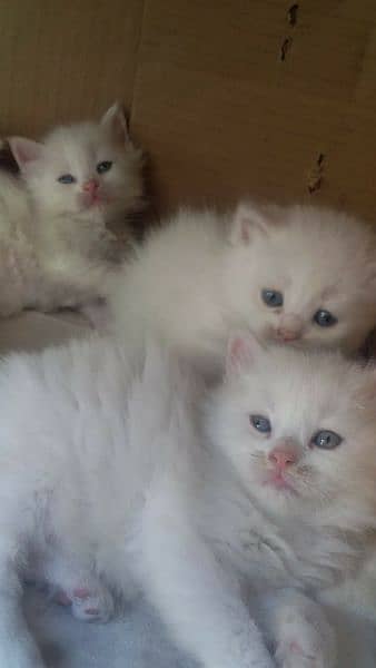 beautiful odd eyes kittens availsble 5