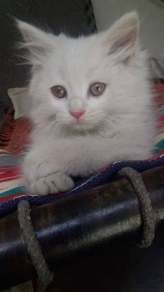 beautiful odd eyes kittens availsble 6