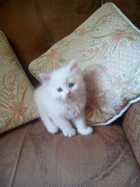 beautiful odd eyes kittens availsble 7