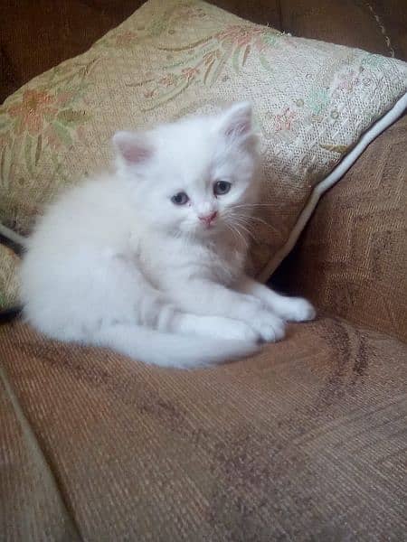 beautiful odd eyes kittens availsble 8