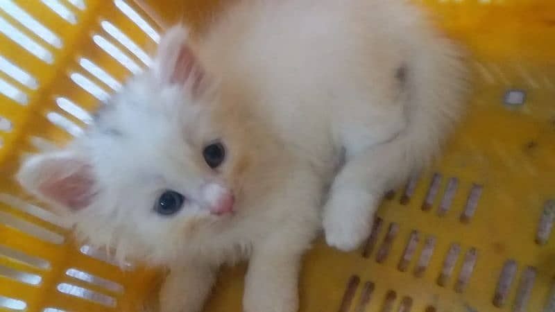 beautiful odd eyes kittens availsble 10